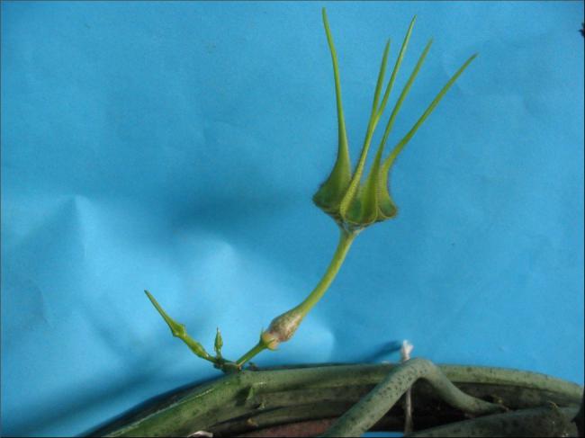 Name:  Ceropegia 20stapelliformis ssp serpentinus.jpg
Views: 2195
Size:  28.1 KB