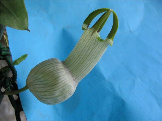 Name:  Ceropegia ampliata.jpg
Views: 2015
Size:  30.0 KB