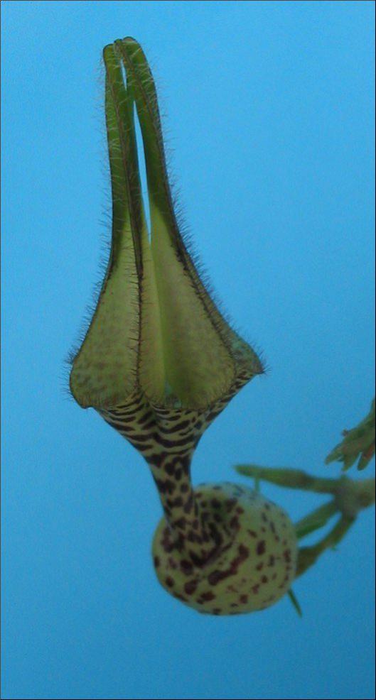 Name:  Ceropegia ballyana .jpg
Views: 2391
Size:  48.7 KB