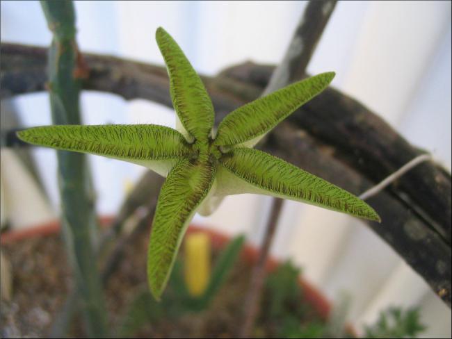 Name:  Ceropegia cimiciadora .jpg
Views: 1994
Size:  32.4 KB