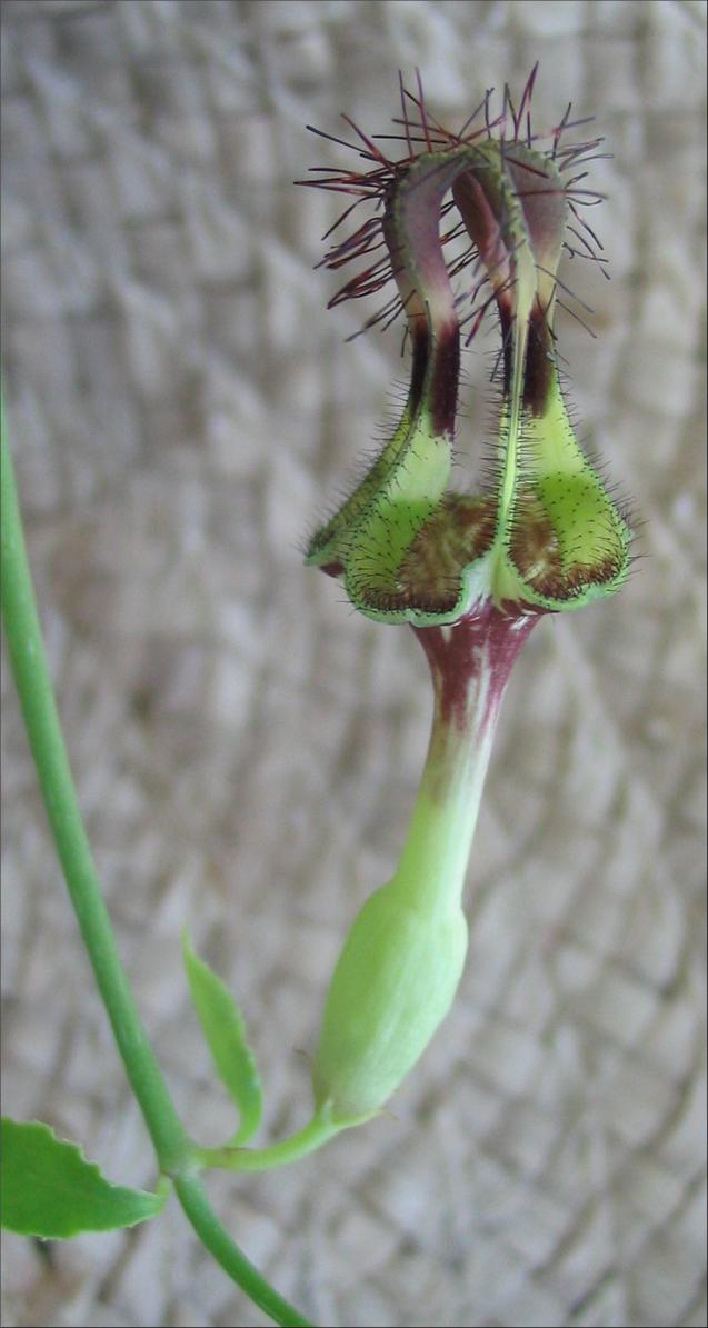 Name:  Ceropegia denticulata.jpg
Views: 2010
Size:  69.6 KB