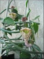 Name:  Ceropegia haygarthii ssp distincta 1.jpg
Views: 2431
Size:  11.0 KB