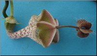 Name:  Ceropegia haygarthii ssp distincta.jpg
Views: 1950
Size:  6.3 KB