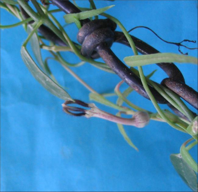 Name:  Ceropegia lenearis ssp lenearis .jpg
Views: 1917
Size:  44.1 KB