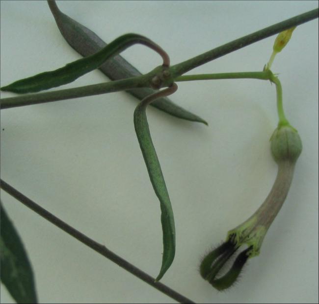 Name:  Ceropegia linearis ssp debilis (2).jpg
Views: 2289
Size:  30.6 KB