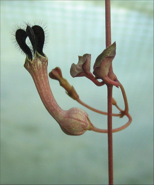 Name:  Ceropegia linearis ssp debilis.jpg
Views: 2011
Size:  43.0 KB