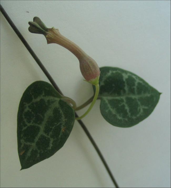 Name:  Ceropegia linearis ssp woodii 1.jpg
Views: 1988
Size:  32.5 KB