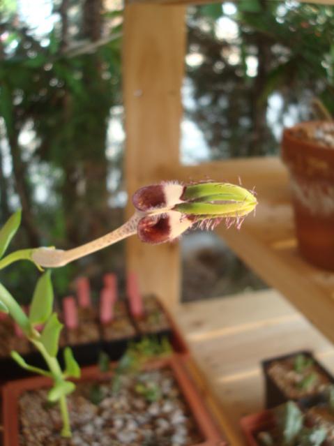 Name:  Ceropegia radicans.jpg
Views: 2003
Size:  32.4 KB