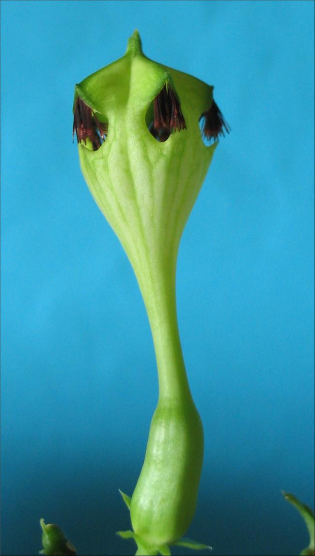 Name:  Ceropegia sandersonii ''monterioae''.jpg
Views: 2227
Size:  53.4 KB
