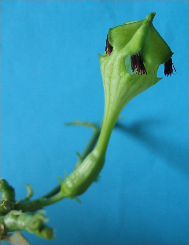 Name:  Ceropegia sandersonii ''monteroiae''1.jpg
Views: 2371
Size:  40.2 KB