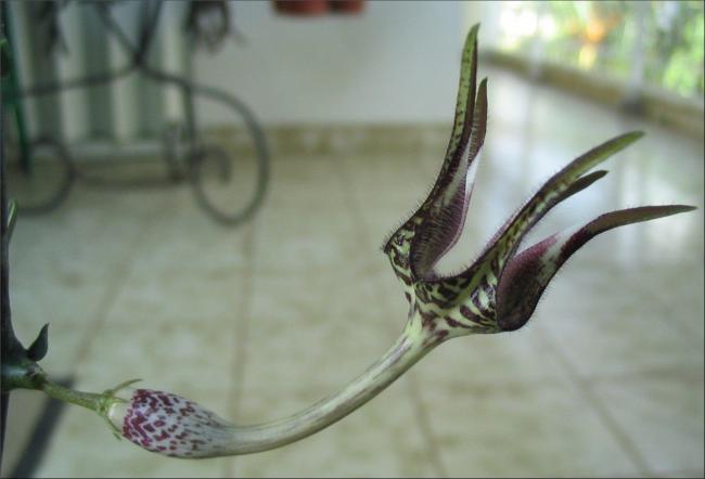 Name:  Ceropegia stapelliformis hybride.jpg
Views: 2160
Size:  27.2 KB