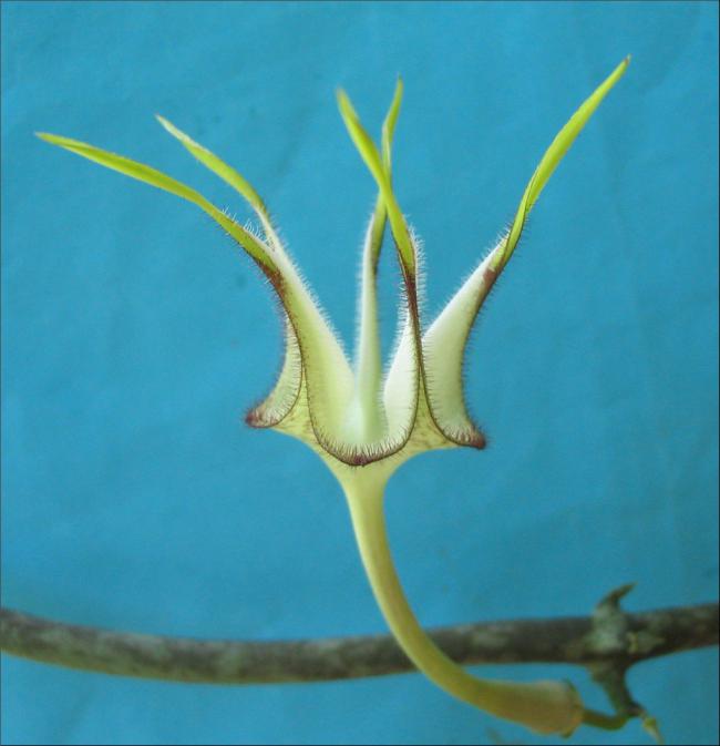 Name:  Ceropegia stapelliformis.jpg
Views: 1902
Size:  33.7 KB