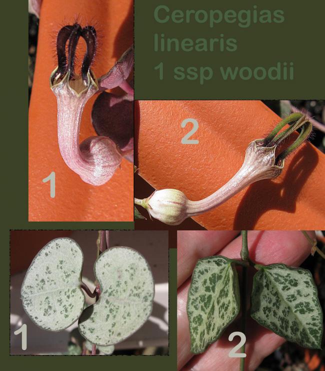 Name:  ceropegia.jpg
Views: 1969
Size:  69.2 KB