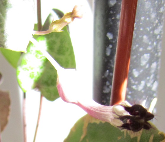 Name:  ceropegias..jpg
Views: 1921
Size:  56.4 KB