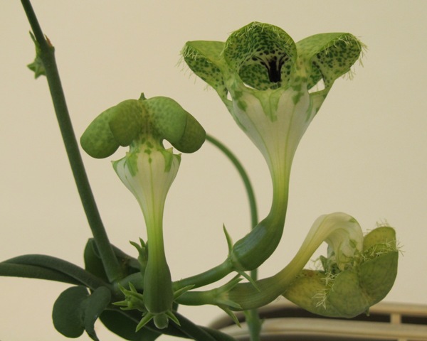 Name:  ceropegias.jpg
Views: 2280
Size:  59.0 KB