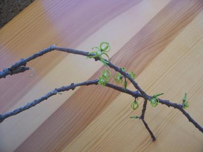 Name:  Cinanchum marnerianum.jpg
Views: 2394
Size:  14.6 KB