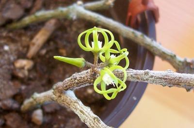 Name:  Cinanchum marnerianum0.jpg
Views: 2246
Size:  18.6 KB