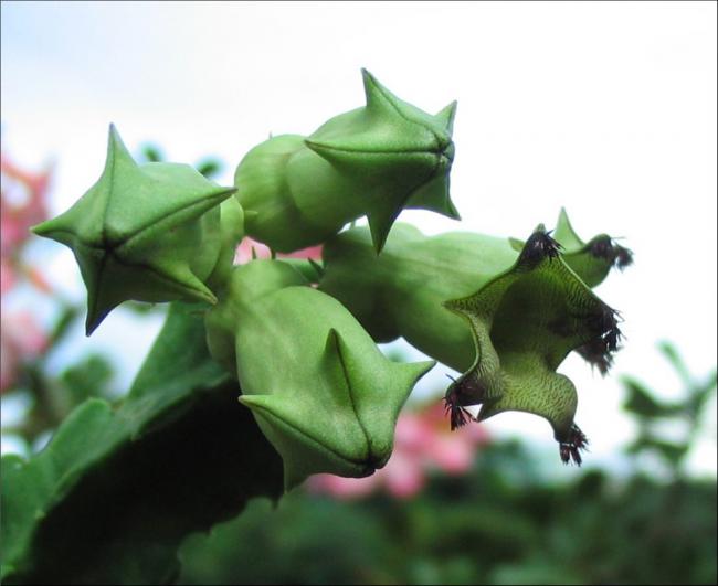 Name:  Cylindrilluma solenophora 1.jpg
Views: 2219
Size:  33.6 KB