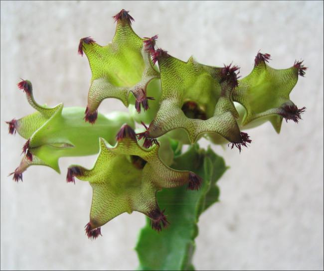 Name:  Cylindrilluma solenophora 2.jpg
Views: 2145
Size:  39.7 KB
