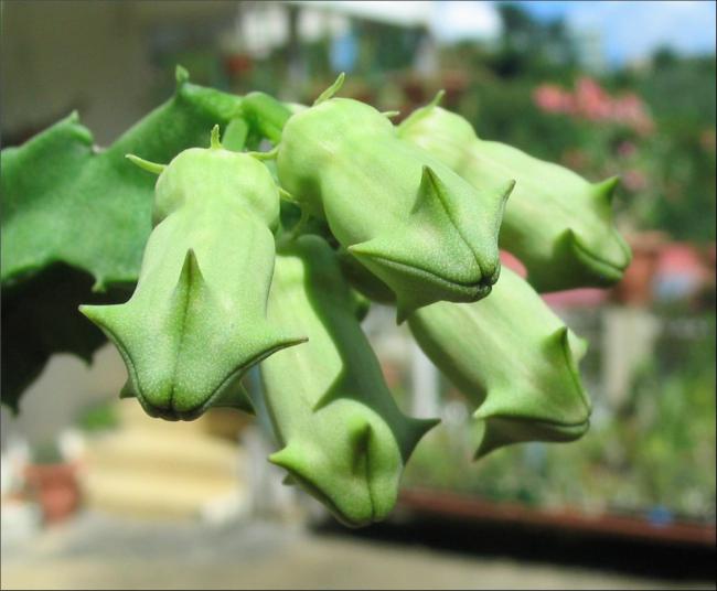 Name:  Cylindrilluma solenophora.jpg
Views: 2180
Size:  37.1 KB