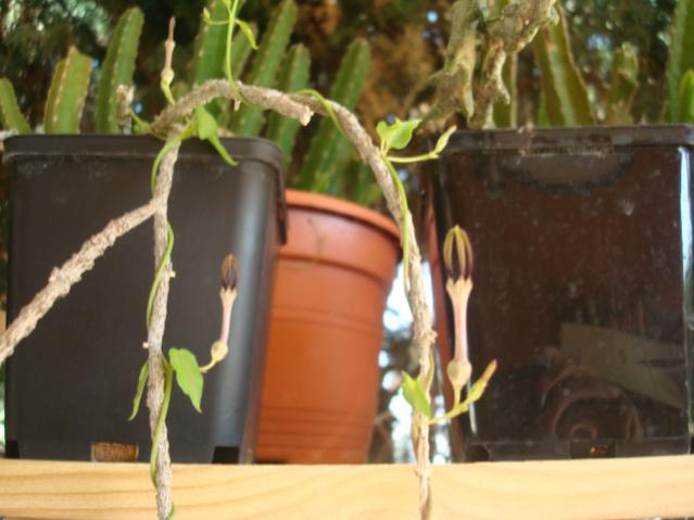 Name:  Cynanchum marnerianum,  Ceropegia aff. Africana.jpg
Views: 2350
Size:  36.7 KB