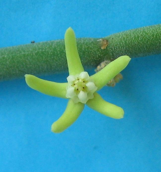Name:  Cynanchum socotranum.jpg
Views: 2182
Size:  39.2 KB