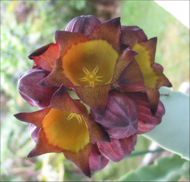 Name:  Desmidorchis speciosus.jpg
Views: 1889
Size:  53.6 KB