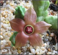 Name:  Duvalandria discoridis 1.jpg
Views: 1889
Size:  14.7 KB