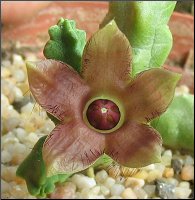 Name:  Duvalandria discoridis.jpg
Views: 2002
Size:  12.9 KB