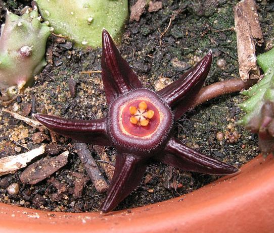 Name:  Duvalia caespitosa (2).jpg
Views: 1932
Size:  72.9 KB