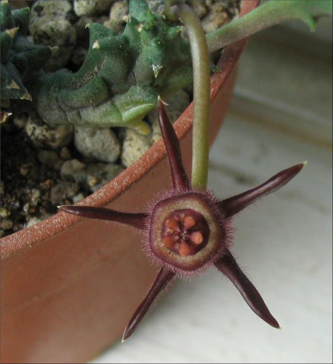 Name:  Duvalia caespitosa ssp pubescens.jpg
Views: 2351
Size:  48.7 KB