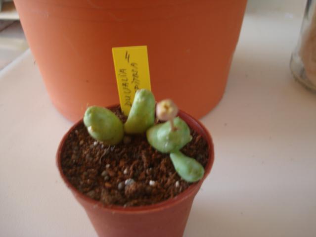 Name:  Duvalia caespitosa.jpg
Views: 2368
Size:  19.4 KB