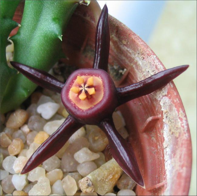 Name:  Duvalia caespitosa0.jpg
Views: 2242
Size:  55.5 KB