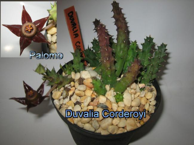 Name:  Duvalia Corderoyi.jpg
Views: 2441
Size:  41.2 KB