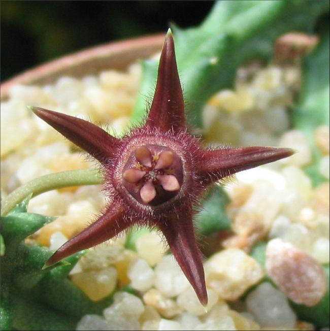 Name:  Duvalia corderoyi0.jpg
Views: 2471
Size:  52.0 KB