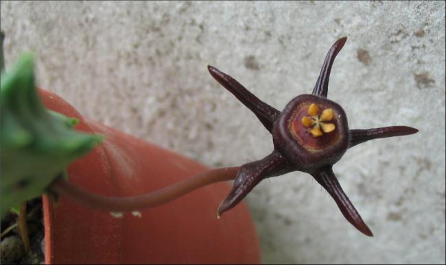 Name:  Duvalia modesta 1.jpg
Views: 1210
Size:  28.3 KB