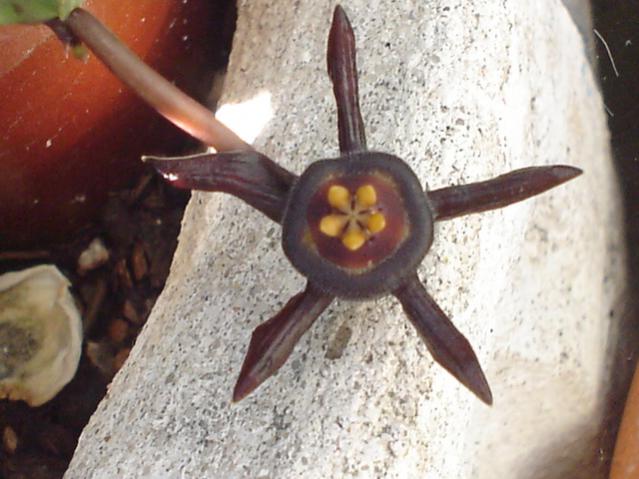 Name:  Duvalia modesta.jpg
Views: 1177
Size:  46.8 KB