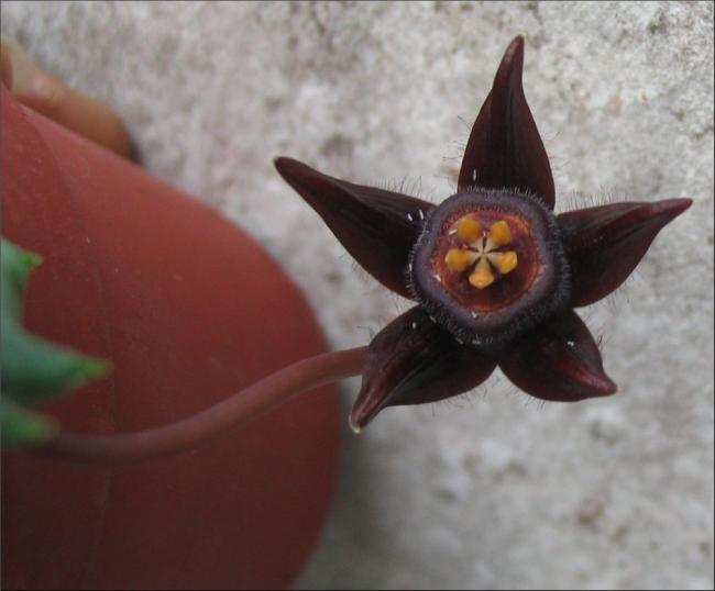 Name:  Duvalia modesta0.jpg
Views: 1170
Size:  31.7 KB