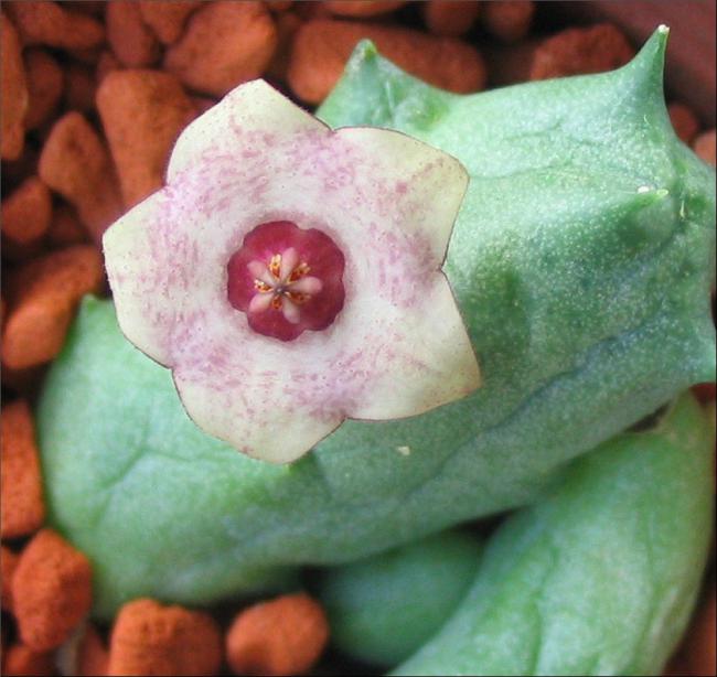 Name:  Duvalia parviflora X Huernia x.jpg
Views: 983
Size:  49.2 KB