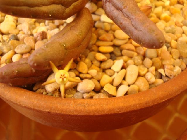 Name:  Duvalia parviflora....jpg
Views: 907
Size:  40.1 KB