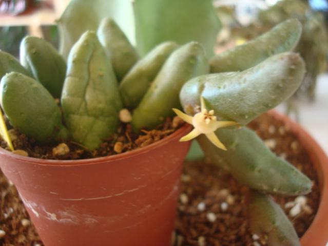 Name:  Duvalia parviflora.jpg
Views: 958
Size:  30.6 KB