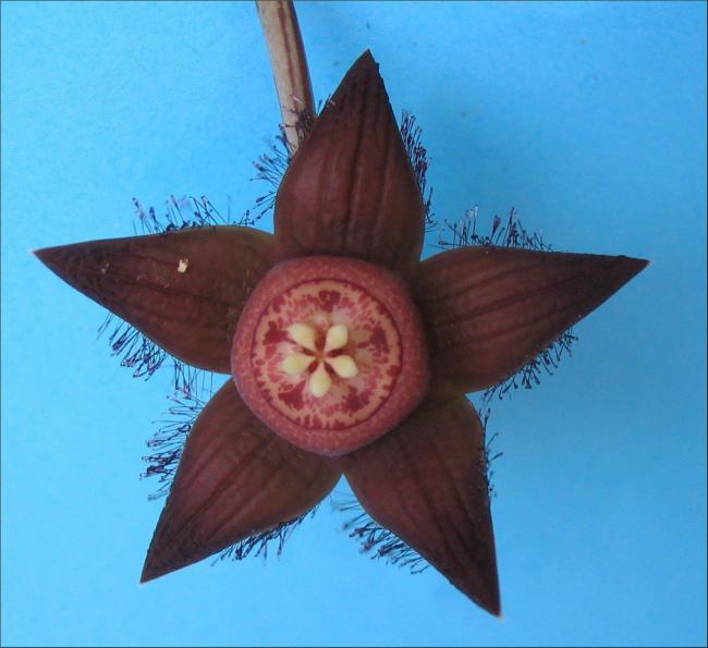 Name:  Duvalia sulcata ssp seminuda 1.jpg
Views: 1076
Size:  39.6 KB