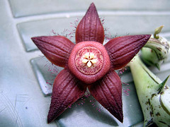 Name:  Duvalia sulcata.jpg
Views: 1027
Size:  38.0 KB