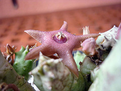 Name:  Duvalia.jpg
Views: 927
Size:  35.0 KB