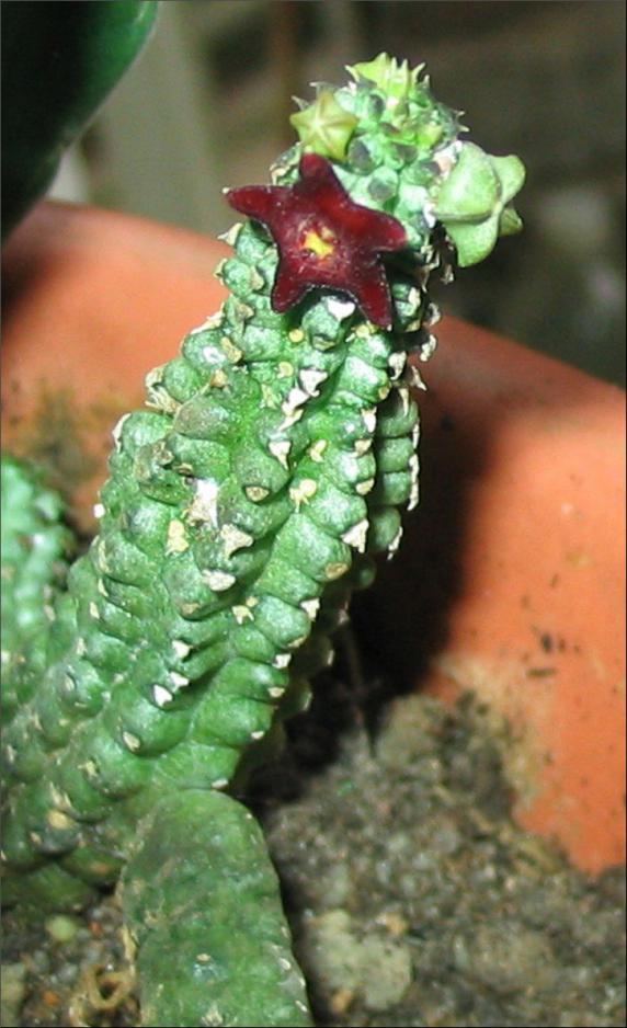Name:  Echidnopsis bihendulensis.jpg
Views: 928
Size:  74.3 KB