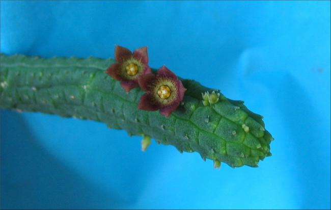 Name:  Echidnopsis cereiformi var brunea.jpg
Views: 852
Size:  22.9 KB