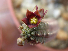 Name:  Echidnopsis cereiformi var brunea0.jpg
Views: 848
Size:  29.4 KB