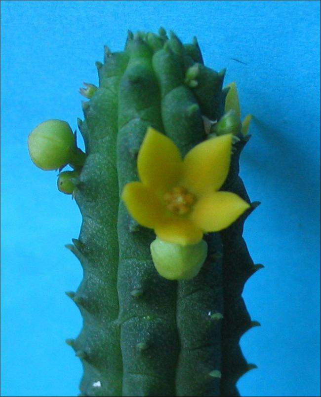 Name:  Echidnopsis cereiformis jaune.jpg
Views: 911
Size:  56.5 KB