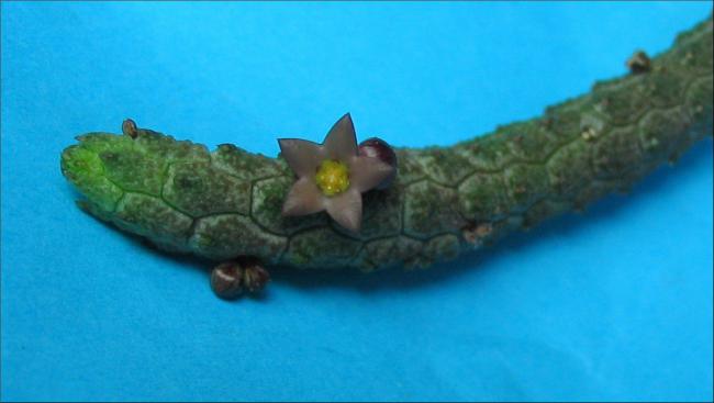 Name:  Echidnopsis leachii.jpg
Views: 849
Size:  24.9 KB