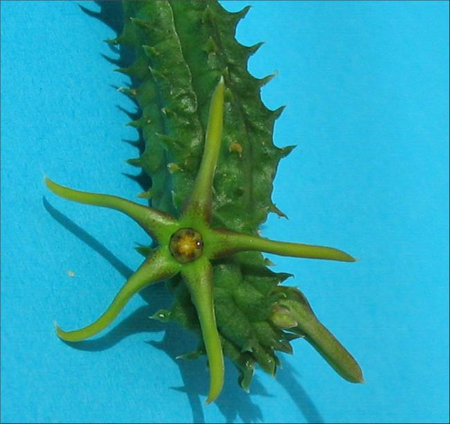 Name:  Echidnopsis montana 2.jpg
Views: 859
Size:  48.0 KB